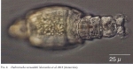 Habrotrocha vernadskii