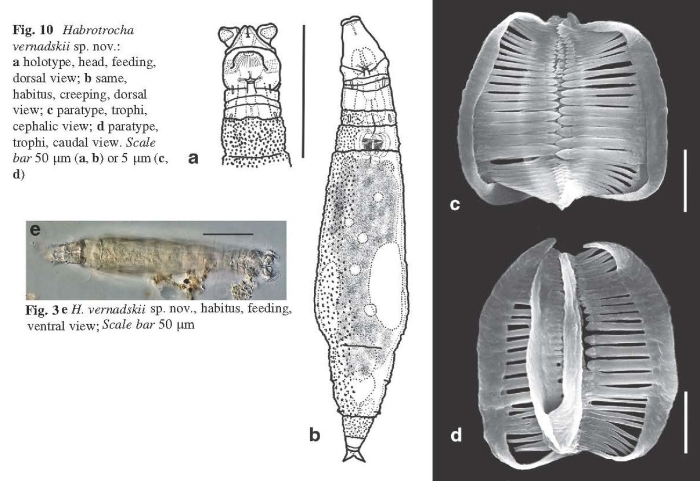 Habrotrocha vernadskii - Original description image