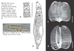 Habrotrocha vernadskii