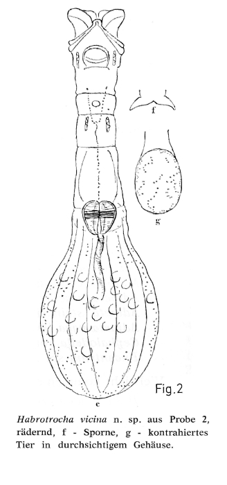 Habrotrocha vicina - Original description image