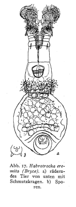 Habrotrocha visa