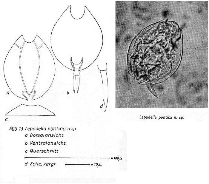 Halolepadella pontica - Original description image