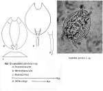 Halolepadella pontica