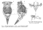 Harringia eupoda