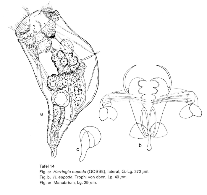 Harringia eupoda Harringia eupoda