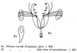 Harringia eupoda
