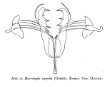Harringia eupoda