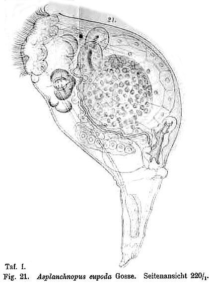 Harringia eupoda Harringia eupoda