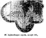 Harringia eupoda