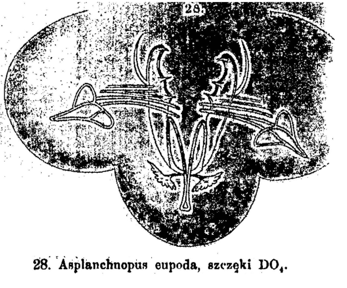 Harringia eupoda Harringia eupoda