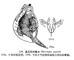 Harringia eupoda