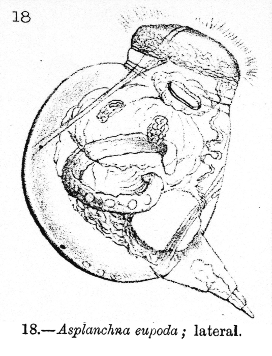 Harringia eupoda - Original description image