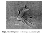 Harringia rousseleti