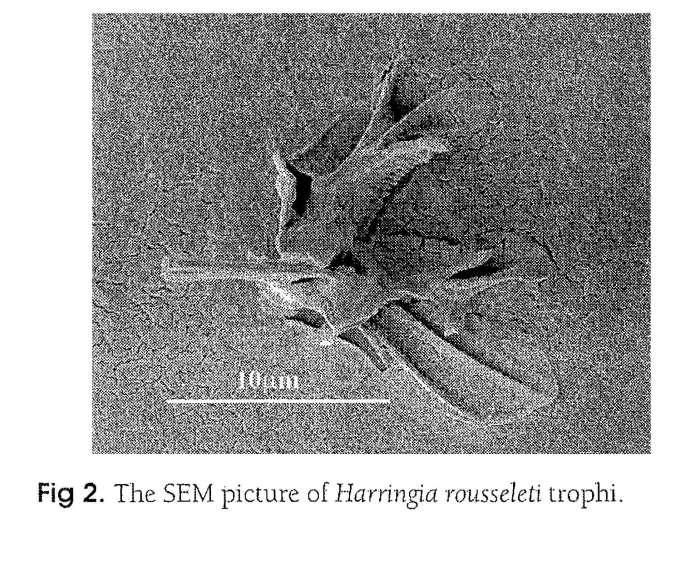 Harringia rousseleti Harringia rousseleti