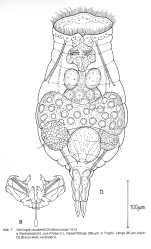 Harringia rousseleti