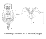 Harringia rousseleti