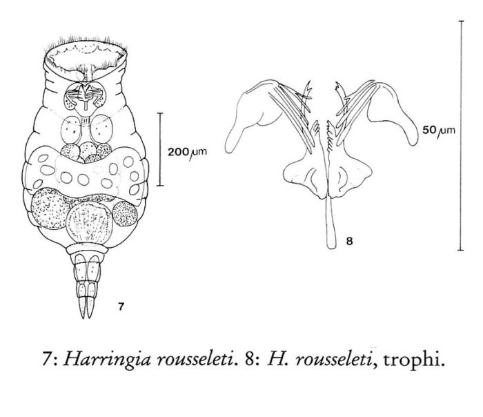 Harringia rousseleti Harringia rousseleti
