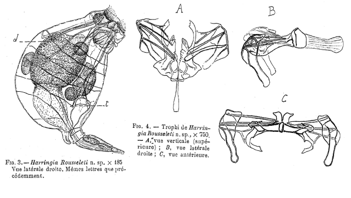 Harringia rousseleti - Original description image
