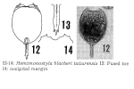 Hemimonostyla blachei tutiurensis