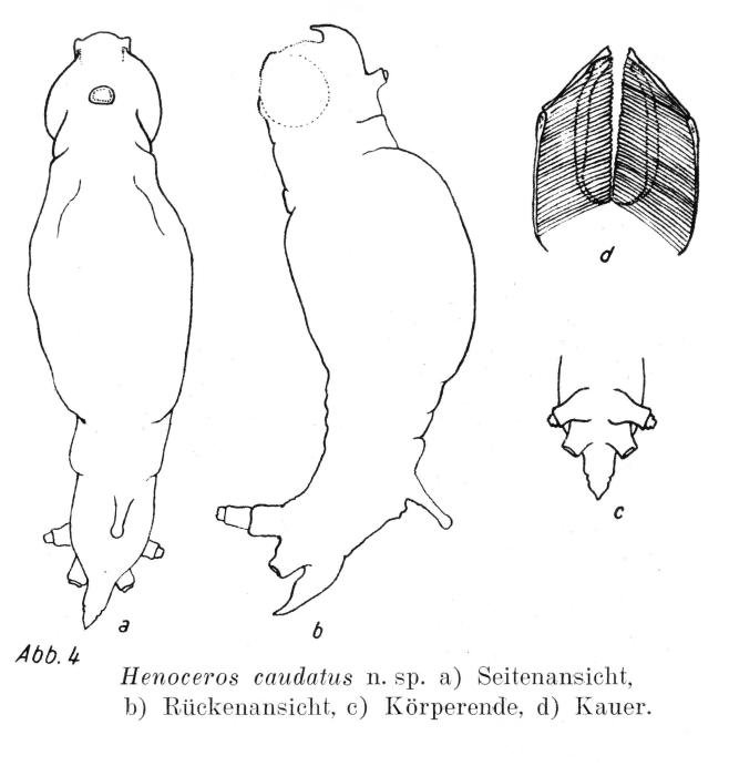 Henoceros caudatus Henoceros caudatus