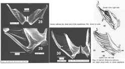 Henoceros falcatus