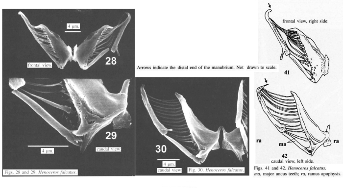 Henoceros falcatus Henoceros falcatus