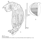 Henoceros falcatus