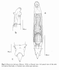 Henoceros falcatus