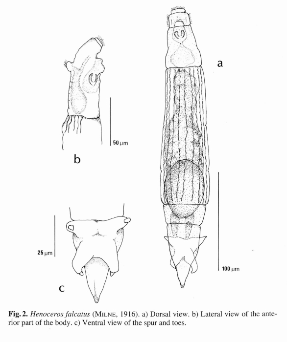 Henoceros falcatus Henoceros falcatus