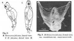 Henoceros falcatus