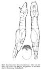 Henoceros falcatus