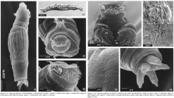 Henoceros falcatus