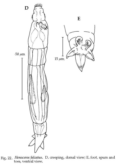 Henoceros falcatus Henoceros falcatus