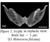 Henoceros falcatus