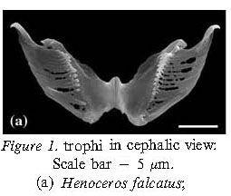 Henoceros falcatus Henoceros falcatus