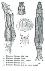 Henoceros falcatus - Original description image