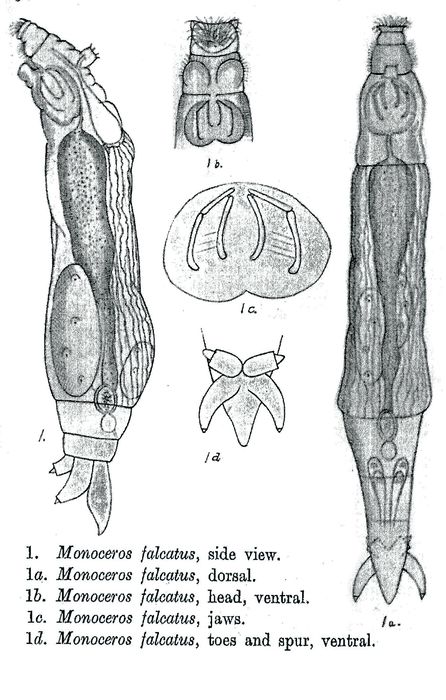 Henoceros falcatus - Original description image