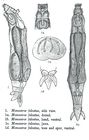 Henoceros falcatus