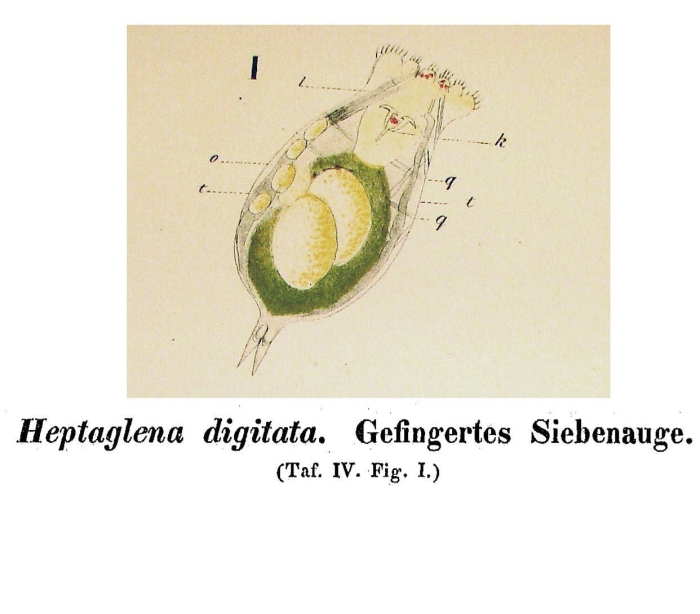 Heptaglena digitata