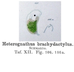 Heterognathus brachydactylus - Original description image