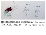 Heterognathus diglenus - Original description image
