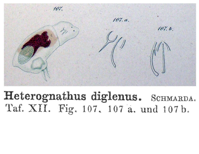 Heterognathus diglenus - Original description image