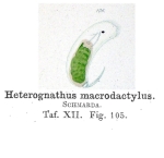 Heterognathus macrodactylus - Original description image