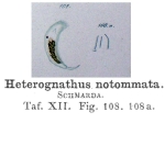 Heterognathus notommata - Original description image