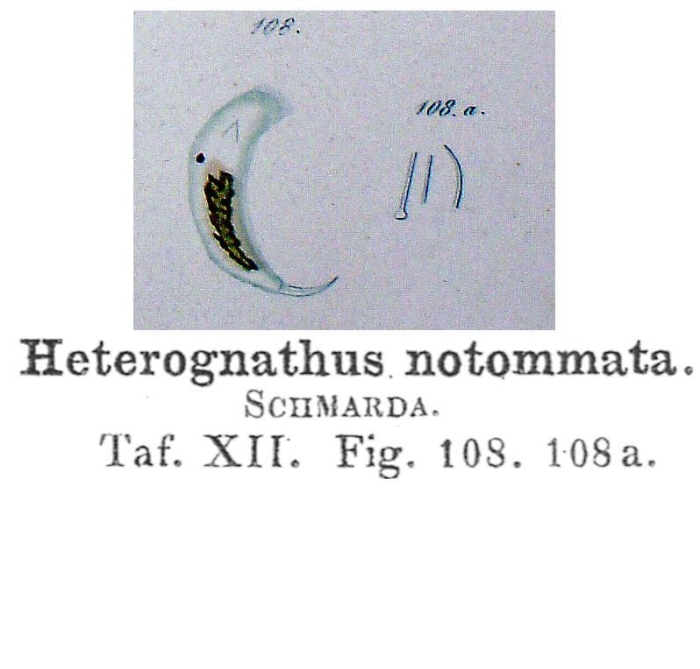 Heterognathus notommata - Original description image