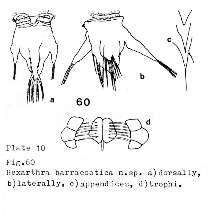 Hexarthra barracootica - Original description image