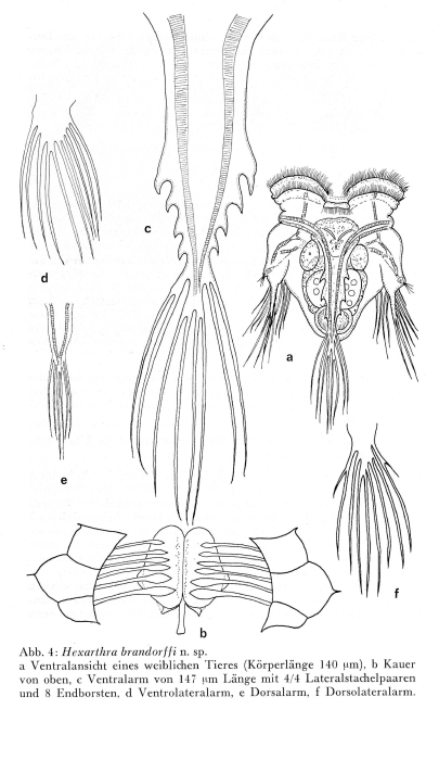 Hexarthra brandorffi - Original description image