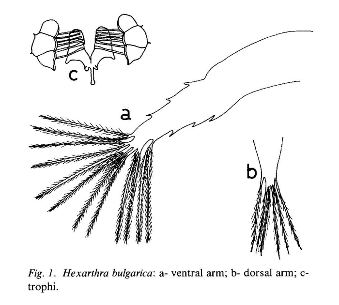 Hexarthra bulgarica Hexarthra bulgarica