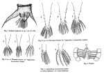 Hexarthra bulgarica