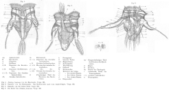 Hexarthra fennica